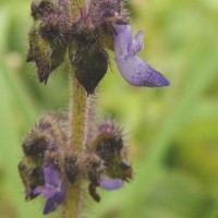 Coleus lanuginosus Hochst. ex Benth.(Hochst. ex Benth.) Agnew